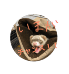 フェレットのペレさんのスタンプです（個別スタンプ：19）