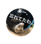 フェレットのペレさんのスタンプです（個別スタンプ：20）