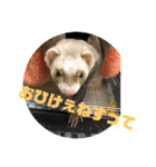 フェレットのペレさんのスタンプです（個別スタンプ：22）