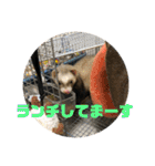 フェレットのペレさんのスタンプです（個別スタンプ：26）