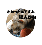フェレットのペレさんのスタンプです（個別スタンプ：30）