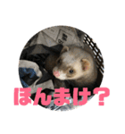 フェレットのペレさんのスタンプです（個別スタンプ：34）