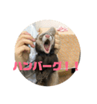 フェレットのペレさんのスタンプです（個別スタンプ：35）