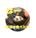 フェレットのペレさんのスタンプです（個別スタンプ：36）