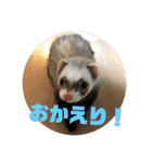 フェレットのペレさんのスタンプです（個別スタンプ：38）