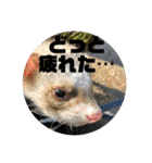 フェレットのペレさんのスタンプです（個別スタンプ：39）