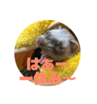 フェレットのペレさんのスタンプです（個別スタンプ：40）