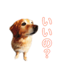 うちのわんちゃんさくらのスタンプ（個別スタンプ：8）
