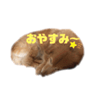 うちのわんちゃんさくらのスタンプ（個別スタンプ：13）