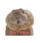 クッキーとかんぺい（個別スタンプ：1）