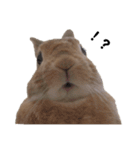 クッキーとかんぺい（個別スタンプ：2）
