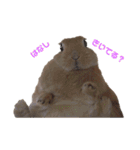 クッキーとかんぺい（個別スタンプ：3）