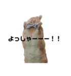 クッキーとかんぺい（個別スタンプ：4）