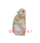 クッキーとかんぺい（個別スタンプ：5）