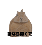 クッキーとかんぺい（個別スタンプ：6）