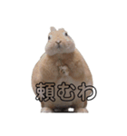 クッキーとかんぺい（個別スタンプ：8）