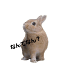 クッキーとかんぺい（個別スタンプ：9）
