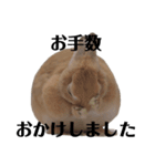 クッキーとかんぺい（個別スタンプ：12）