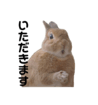 クッキーとかんぺい（個別スタンプ：16）