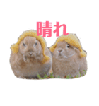 クッキーとかんぺい（個別スタンプ：17）