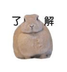 クッキーとかんぺい（個別スタンプ：19）