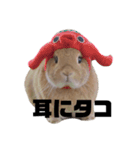 クッキーとかんぺい（個別スタンプ：21）