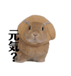 クッキーとかんぺい（個別スタンプ：22）