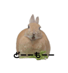 クッキーとかんぺい（個別スタンプ：24）