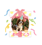 キャバリアきらたん（個別スタンプ：3）