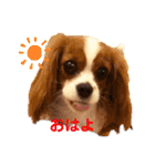 キャバリアきらたん（個別スタンプ：4）