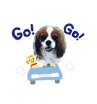 キャバリアきらたん（個別スタンプ：9）