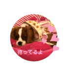 キャバリアきらたん（個別スタンプ：11）