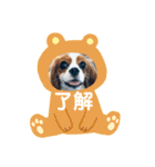 キャバリアきらたん（個別スタンプ：12）