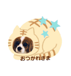 キャバリアきらたん（個別スタンプ：13）