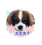 キャバリアきらたん（個別スタンプ：20）