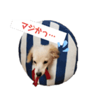 チワックスのサブロー‼️3️⃣（個別スタンプ：4）