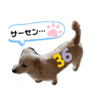 チワックスのサブロー‼️3️⃣（個別スタンプ：14）