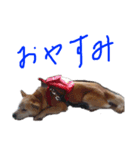 いぬのゴン太（個別スタンプ：4）