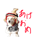 いぬのゴン太（個別スタンプ：6）