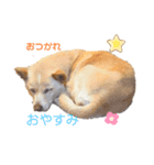 らぶちゃん♡（個別スタンプ：5）