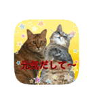 にゃんこツアー02★（個別スタンプ：2）