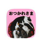にゃんこツアー02★（個別スタンプ：4）