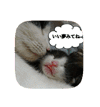 にゃんこツアー02★（個別スタンプ：5）