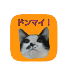 にゃんこツアー02★（個別スタンプ：6）