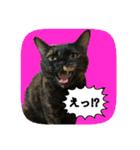 にゃんこツアー02★（個別スタンプ：7）