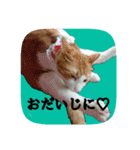 にゃんこツアー02★（個別スタンプ：10）