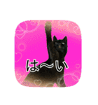 にゃんこツアー02★（個別スタンプ：11）