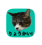にゃんこツアー02★（個別スタンプ：12）
