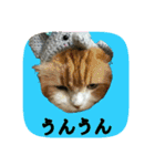 にゃんこツアー02★（個別スタンプ：14）