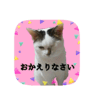 にゃんこツアー02★（個別スタンプ：15）